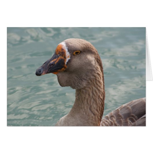 Toulouse Goose (Vorderseite (Horizontal))