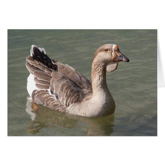 Toulouse Goose (Vorderseite (Horizontal))