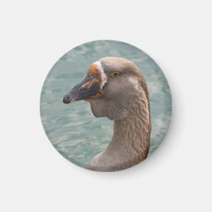 Toulouse Goose Magnet