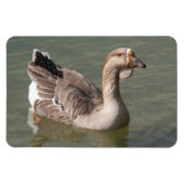 Toulouse Goose Magnet (Horizontal)
