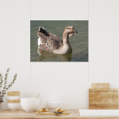 Toulouse Goose Poster (Küche)