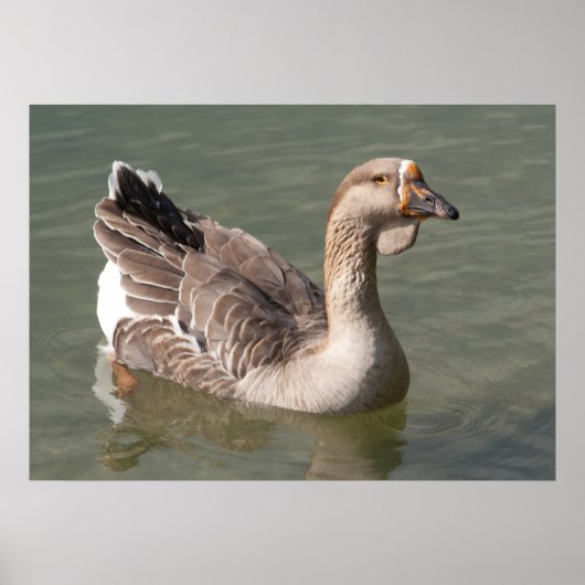 Toulouse Goose Poster (Vorne)