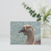 Toulouse Goose Postkarte (Stehend Vorderseite)