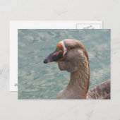 Toulouse Goose Postkarte (Vorne/Hinten)