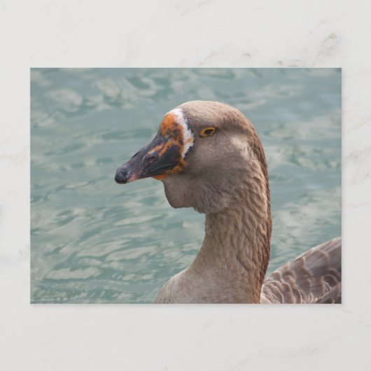 Toulouse Goose Postkarte (Vorderseite)