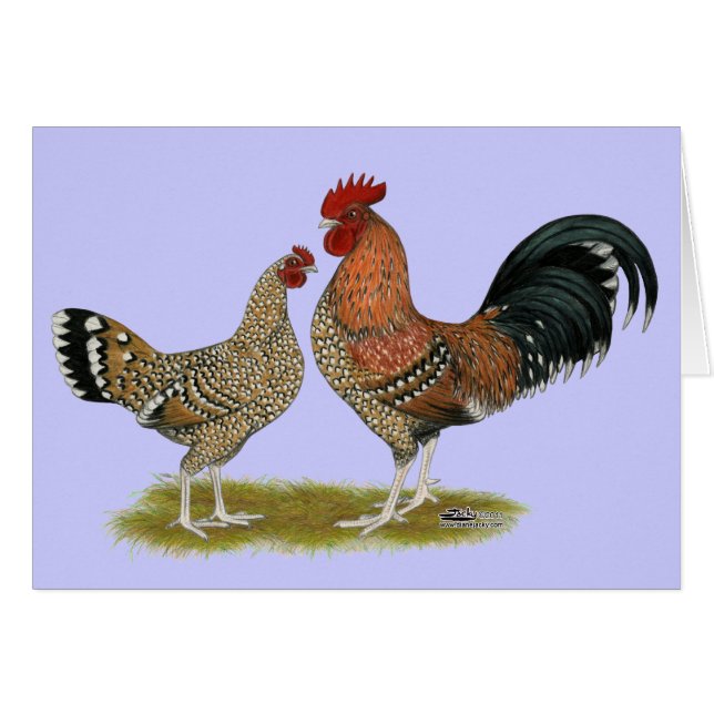 Tournaisis Bantams (Vorderseite (Horizontal))