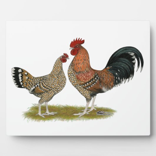 Tournaisis Bantams Fotoplatte (Vorderseite)