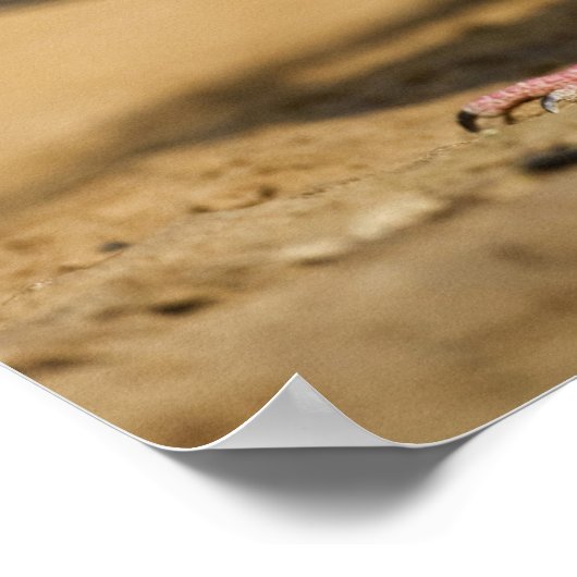 Tove (Zenaida macroura) Erwachsene Poster (Ecke)