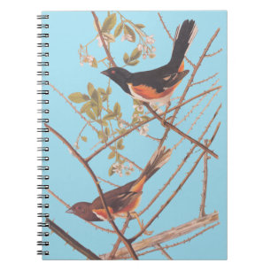 Toweed Bunting Audubon Black and Orange Song Birds Notizblock