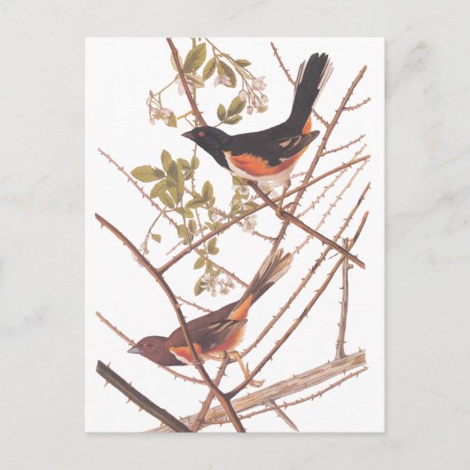 Toweed Bunting Audubon Black and Orange Song Birds Postkarte (Vorderseite)