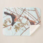 Toweed Bunting Audubon Black and Orange Song Birds Sherpadecke (Vorderseite (Horizontal))