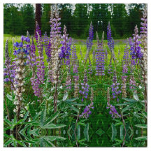 Towering Lupines