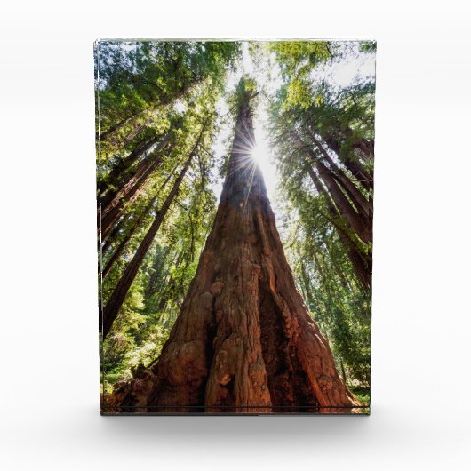 Towering Redwoods Fotoblock (Vorderseite)