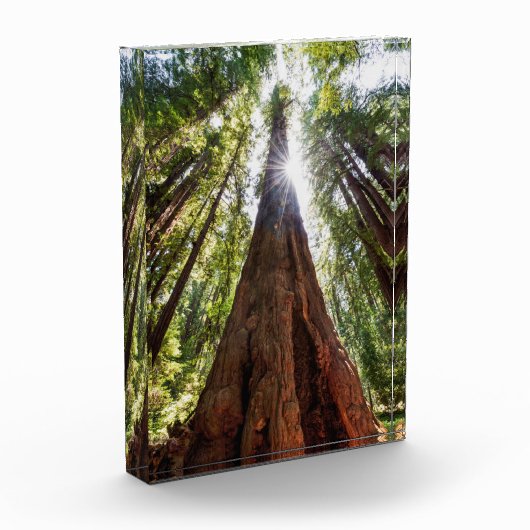 Towering Redwoods Fotoblock (Links)