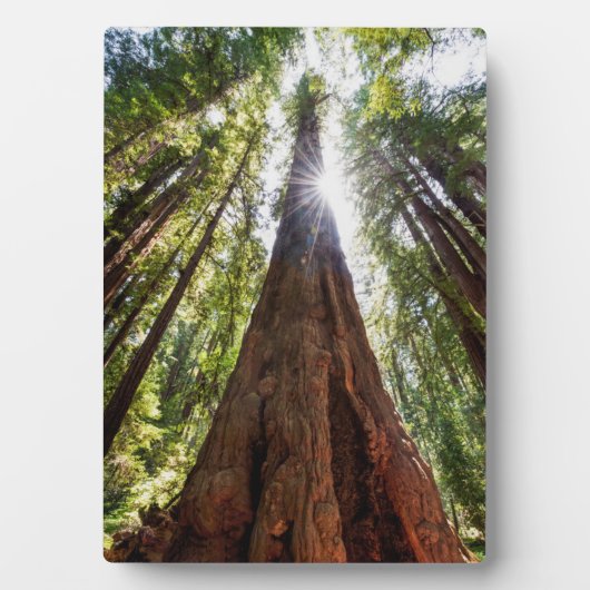 Towering Redwoods Fotoplatte (Vorderseite)