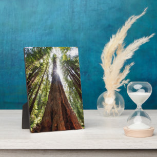 Towering Redwoods Fotoplatte