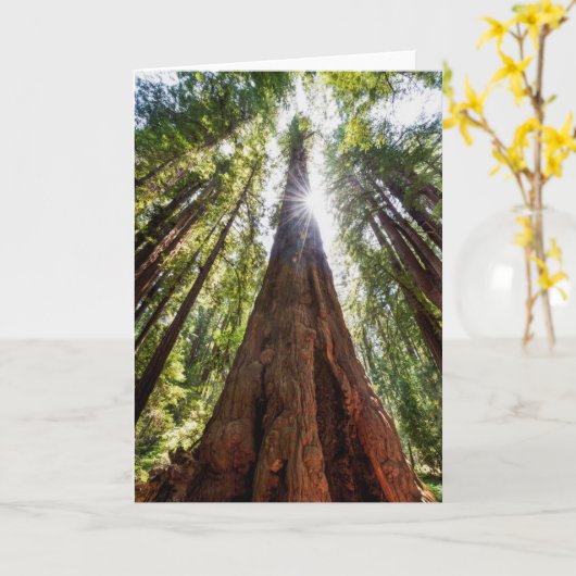 Towering Redwoods Karte (Gelbe Blume)