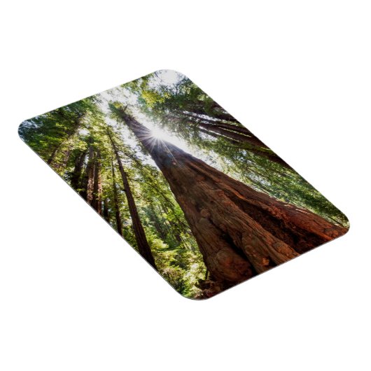 Towering Redwoods Magnet (Rechte Seite)