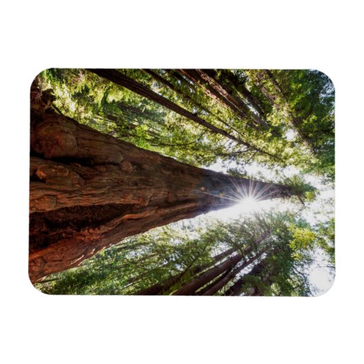 Towering Redwoods Magnet (Horizontal)