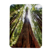 Towering Redwoods Magnet (Vertikal)