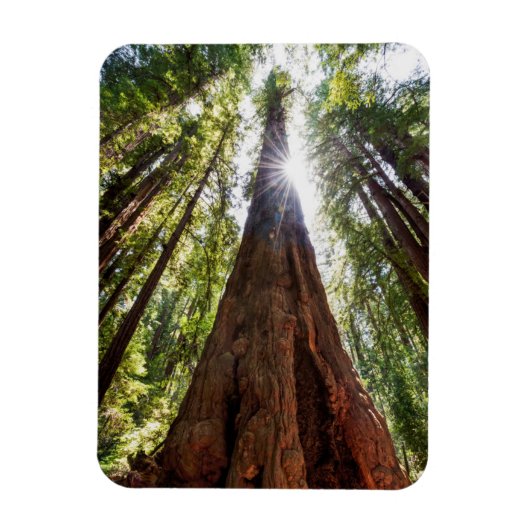 Towering Redwoods Magnet (Vertikal)