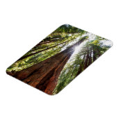 Towering Redwoods Magnet (Linke Seite)