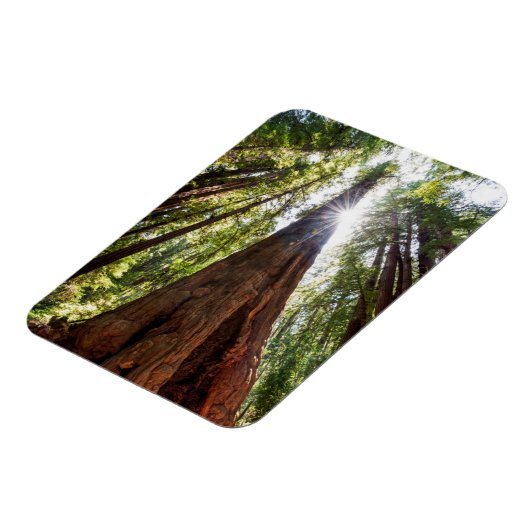 Towering Redwoods Magnet (Linke Seite)