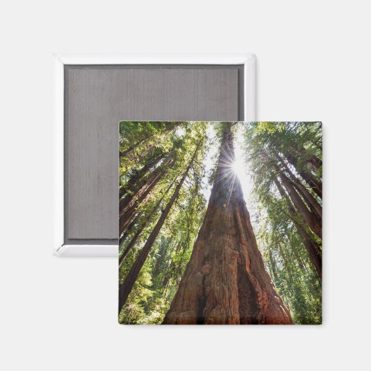 Towering Redwoods Magnet (Vorderseite/Rückseite)
