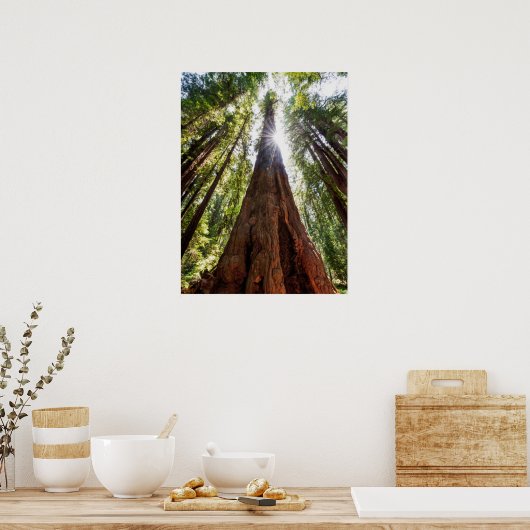 Towering Redwoods Poster (Küche)