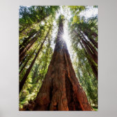 Towering Redwoods Poster (Vorne)