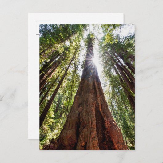 Towering Redwoods Postkarte (Vorne/Hinten)