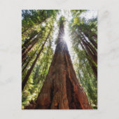 Towering Redwoods Postkarte (Vorderseite)