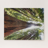 Towering Redwoods Puzzle (Horizontal)