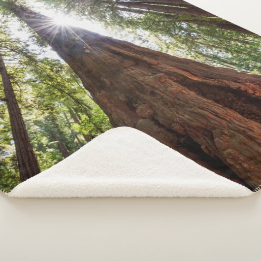 Towering Redwoods Sherpadecke (3/4)