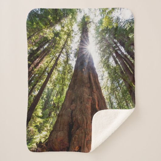 Towering Redwoods Sherpadecke (Vorderseite)