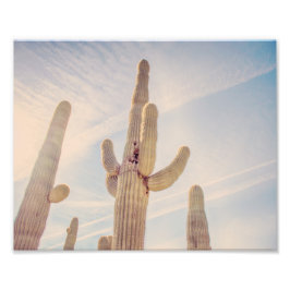 Towering Saguaro Cacti | FOTO