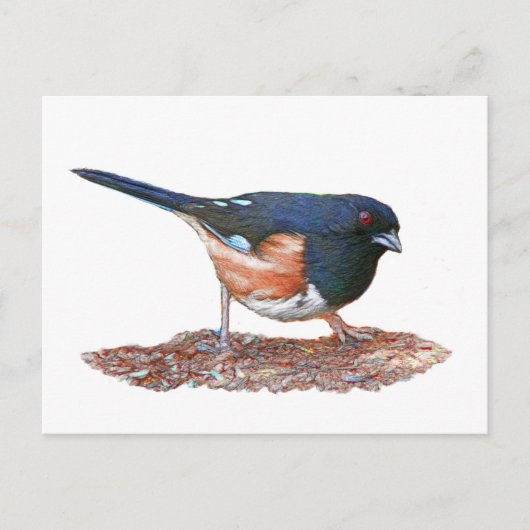 Towhee Postkarte (Vorderseite)