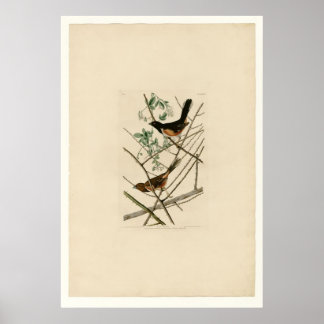 Towhie Bunting Poster