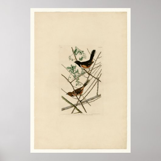 Towhie Bunting Poster (Vorne)