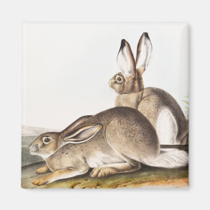 Townsend's Rocky Mountain Hare (Lepus Townsendii) Magnet