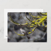 Townsend's Solitaire Postkarte (Vorne/Hinten)
