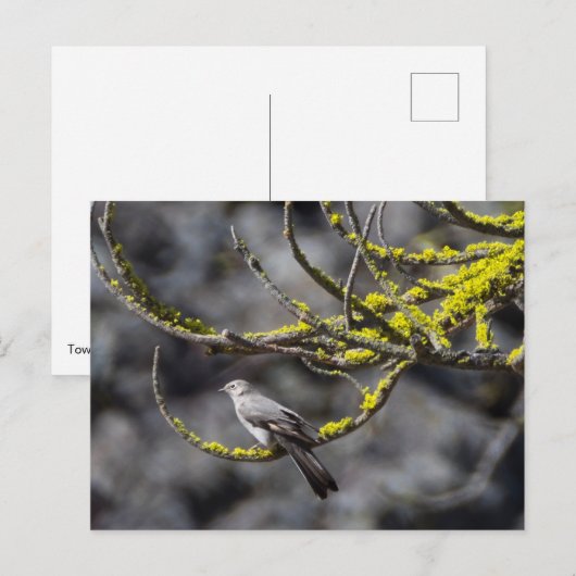 Townsend's Solitaire Postkarte (Vorne/Hinten)