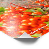 Townsend's Solitaire und die Pyracantha Fotodruck (Ecke)