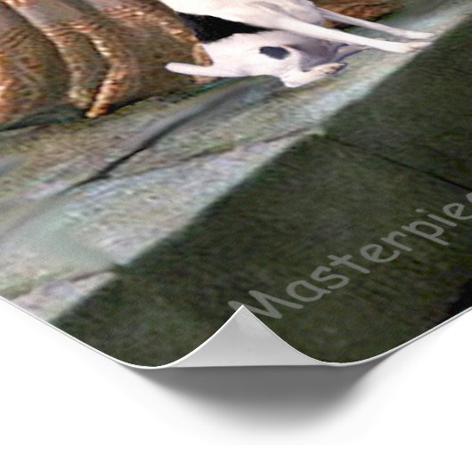 Toy Fox Terrier - die Akkolade Poster (Ecke)