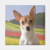 Toy Fox Terrier Magnet (Vorne)