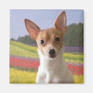 Toy Fox Terrier Magnet