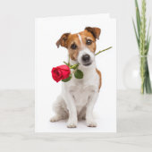 Toy Fox Terrier Valentinstag Karte (Vorderseite)