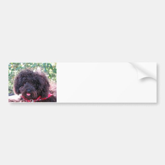 Toy Poodle Black Autoaufkleber (Vorne)