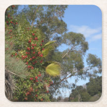 Toyons entlang des Arroyo Seco Trail