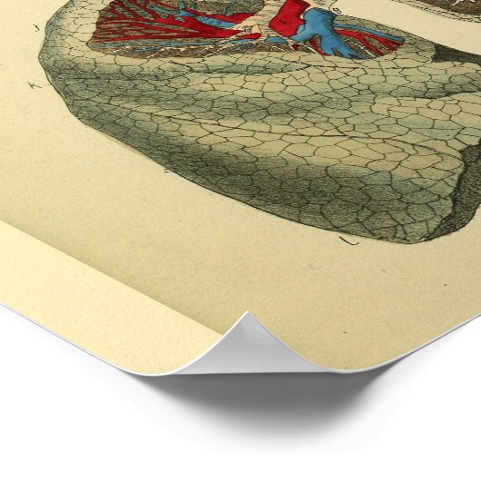 Trachea Anatomie Kunst Print Poster (Ecke)